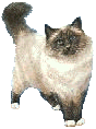 Image Name